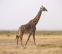 2 Wochen Badeurlaub inkl. 5 Tage Safari - ****Hotel & Club Leisure Lodge Resort 2 Wochen Badeurlaub inkl. 5 Tage Safari - ****Hotel & Club Leisure Lodge Resort