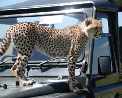 Kenia mit Tsavo West-Amboseli-Masai Mara Safari - 5 Tage/4 Nächte Wildes Afrika Safari