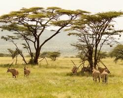 Badeurlaub mit Safari bis Samburu, Shaba etc. - Kenia Reisen Nordküste Safaris