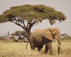 Kenia Urlaub im Ferienhaus in Diani mit Safari