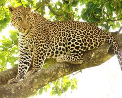 Im 4-Sterne-Hotel Kenia-Urlaub + Safari genießen - Diani Beach Safaris