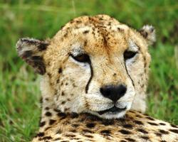 Keniaurlaub mit Masai Mara Pur Safari und Baden