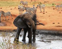 2 Wochen Kenia Familien Reise mit Abenteuersafari