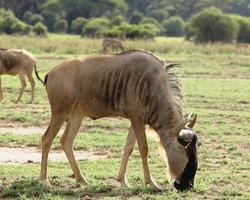 2-wöchige luxuriöse Kenia Reise mit Safari - Kenia Reisen Safaris