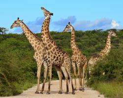 Badeurlaub inkl. Safari Rundreise in Kenia