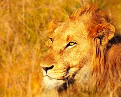 Im 4-Sterne-Hotel Kenia-Urlaub + Safari genießen - 7 Tage/6 Nächte Out of Africa Safari