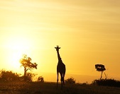 Traumhafte Kenia Safaris