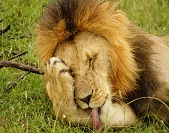 Familien Reisen in Kenia