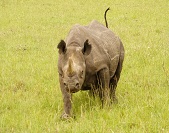Luxuriöre Kenia Safari