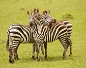 Schöne Safari in Kenia