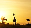 2-wöchige individuelle Safari-Reise mit Traumhotel - 3 Tage/2 Nächte Salt Lick und Sentrim Tsavo Ost Jeep Safari 2-wöchige individuelle Safari-Reise mit Traumhotel - 3 Tage/2 Nächte Salt Lick und Sentrim Tsavo Ost Jeep Safari