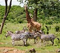 Super Kenia Hotel mit Safari durch 3 Nationalparks
