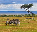 2 Wochen Kenia mit Baden und Masai Mara Safari - ****Ocean Village Club 2 Wochen Kenia mit Baden und Masai Mara Safari - ****Ocean Village Club