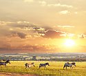 Exklusiver Urlaub in Kenia am Diani Beach & Safari - 3 Tage/2 Nächte Kilimanjaro Safari Exklusiver Urlaub in Kenia am Diani Beach & Safari - 3 Tage/2 Nächte Kilimanjaro Safari
