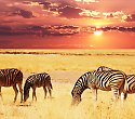 Keniareise: Hotel Baobab Beach mit Kombisafari Wildes Afrika - ****+Baobab Beach Resort Keniareise: Hotel Baobab Beach mit Kombisafari Wildes Afrika - ****+Baobab Beach Resort