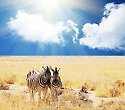 2 Wochen Kenia-Badeurlaub inkl. 4 Tage Masai Mara - 4 Tage/3 Nächte Safari Masai Mara Pur