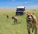 2-wöchige luxuriöse Kenia Reise mit Safari 2-wöchige luxuriöse Kenia Reise mit Safari