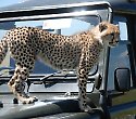 Kenia mit Tsavo West-Amboseli-Masai Mara Safari - 5 Tage/4 Nächte Wildes Afrika Safari Kenia mit Tsavo West-Amboseli-Masai Mara Safari - 5 Tage/4 Nächte Wildes Afrika Safari