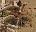 2 Wochen günstige Kenia Reise mit Safari und Baden - Kenia Reisen Südküste 2 Wochen günstige Kenia Reise mit Safari und Baden - Kenia Reisen Südküste