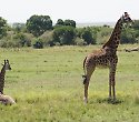 Urlaub im Kenia Hotel am Bamburi Beach & Safari - ***+Travellers Club Urlaub im Kenia Hotel am Bamburi Beach & Safari - ***+Travellers Club