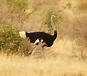 2-wöchiger Badeurlaub mit Tsavo Jeep Safari - ****+Baobab Beach Resort 2-wöchiger Badeurlaub mit Tsavo Jeep Safari - ****+Baobab Beach Resort