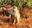 2 Wochen Keniaurlaub mit Baden und Tsavo Kurzsafari - Kenia Reisen 2 Wochen Keniaurlaub mit Baden und Tsavo Kurzsafari - Kenia Reisen