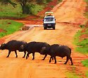 2 Wochen Keniaurlaub mit Ashnil Aruba Safari - Kenia Reisen Safaris