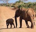 Keniareise: Hotel Baobab Beach mit Kombisafari Wildes Afrika - ****+Baobab Beach Resort Keniareise: Hotel Baobab Beach mit Kombisafari Wildes Afrika - ****+Baobab Beach Resort