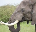 2-Wochen-Kombi mit Safari in Taita Hills und Tsavo Ost - 3 Tage/2 Nächte Salt Lick und Sentrim Tsavo Ost Jeep Safari 2-Wochen-Kombi mit Safari in Taita Hills und Tsavo Ost - 3 Tage/2 Nächte Salt Lick und Sentrim Tsavo Ost Jeep Safari