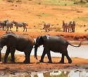 Urlaub im Neptune Paradise Beach Resort mit Safari - 3 Tage/2 Nächte Kilimanjaro Safari Urlaub im Neptune Paradise Beach Resort mit Safari - 3 Tage/2 Nächte Kilimanjaro Safari