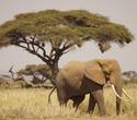 Urlaub im Neptune Paradise Beach Resort mit Safari - Kenia Reisen Südküste Safaris Urlaub im Neptune Paradise Beach Resort mit Safari - Kenia Reisen Südküste Safaris