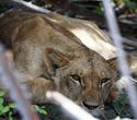 Urlaub im Kenia Hotel am Bamburi Beach & Safari - Nordküste Safaris Urlaub im Kenia Hotel am Bamburi Beach & Safari - Nordküste Safaris