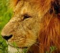 2-wöchiger Badeurlaub inkl. 3 Tage Flugsafari - Kenia Reisen Südküste Safaris 2-wöchiger Badeurlaub inkl. 3 Tage Flugsafari - Kenia Reisen Südküste Safaris