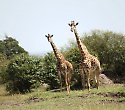 Abenteuer Kenia Safari zu editieren Abenteuer Kenia Safari zu editieren