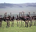 Abenteuer Kenia Safari zu editieren - Abenteuer Kenia Safari zu editieren -
