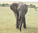 2 Wochen Bahari Beach Kenia inkl. 3-Tages-Safari 2 Wochen Bahari Beach Kenia inkl. 3-Tages-Safari