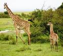 Kenia-Erlebnis-Reisepaket mit Flugsafari und Baden - Südküste Safaris Kenia-Erlebnis-Reisepaket mit Flugsafari und Baden - Südküste Safaris