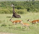 2 Wochen Bahari Beach Kenia inkl. 3-Tages-Safari - Nordküste Safaris 2 Wochen Bahari Beach Kenia inkl. 3-Tages-Safari - Nordküste Safaris