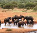 2-wöchiger Kenia-Traumurlaub: Kombisafari & Baden - Kenia Reisen Südküste Safaris