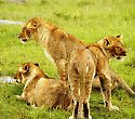 Baden am Galu Beach mit Safari durch 5 Reservate - 7 Tage/6 Nächte Out of Africa Safari Baden am Galu Beach mit Safari durch 5 Reservate - 7 Tage/6 Nächte Out of Africa Safari