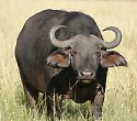 Keniaurlaub mit Masai Mara Pur Safari und Baden - Kenia Reisen Keniaurlaub mit Masai Mara Pur Safari und Baden - Kenia Reisen
