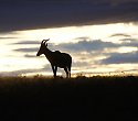 Keniaurlaub mit Masai Mara Pur Safari und Baden - 4 Tage/3 Nächte Safari Masai Mara Pur Keniaurlaub mit Masai Mara Pur Safari und Baden - 4 Tage/3 Nächte Safari Masai Mara Pur