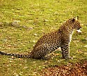 Urlaub am Galu Beach mit Kombisafari Wildes Afrika - 5 Tage/4 Nächte Wildes Afrika Safari Urlaub am Galu Beach mit Kombisafari Wildes Afrika - 5 Tage/4 Nächte Wildes Afrika Safari