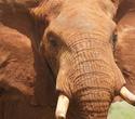 2-wöchige individuelle Safari-Reise mit Traumhotel - Kenia Reisen Südküste Safaris 2-wöchige individuelle Safari-Reise mit Traumhotel - Kenia Reisen Südküste Safaris