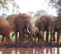 2-Wochen-Kombi mit Safari in Taita Hills und Tsavo Ost - Diani Beach Safaris 2-Wochen-Kombi mit Safari in Taita Hills und Tsavo Ost - Diani Beach Safaris