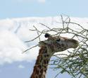 Baden plus Tsavo West, Amboseli, Tsavo Ost-Safari - 4 Tage/3 Nächte Tsavo Amboseli Compact Safari Baden plus Tsavo West, Amboseli, Tsavo Ost-Safari - 4 Tage/3 Nächte Tsavo Amboseli Compact Safari