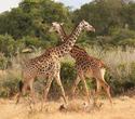 Badeaufenthalt an Kenias Nordküste inkl. Safari - 4 Tage/3 Nächte Tsavo Amboseli Compact Safari
