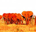 Kenia mit Safari im Severin Camp und Ashnil Aruba Lodge - Diani Beach Safaris Kenia mit Safari im Severin Camp und Ashnil Aruba Lodge - Diani Beach Safaris