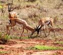2 Wochen Kenia inkl. Ashnil Aruba Lodge Safari - Kenia Reisen Südküste Safaris 2 Wochen Kenia inkl. Ashnil Aruba Lodge Safari - Kenia Reisen Südküste Safaris