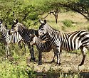 Abenteuer Kenia Safari zu editieren - ****Bahari Beach - Bahari Beach Club Abenteuer Kenia Safari zu editieren - ****Bahari Beach - Bahari Beach Club